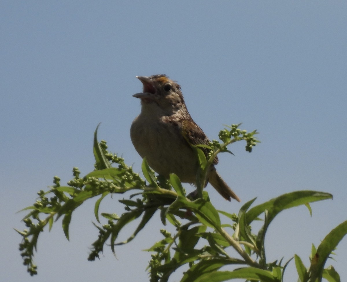 Grasshopper Sparrow - ML472567661