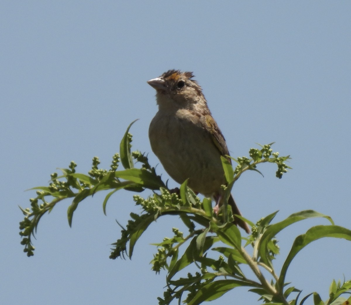 Grasshopper Sparrow - ML472567671