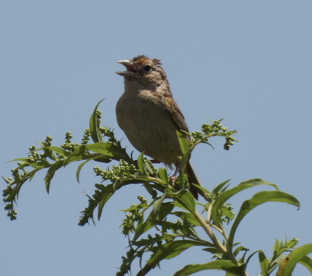 Grasshopper Sparrow - ML472567681