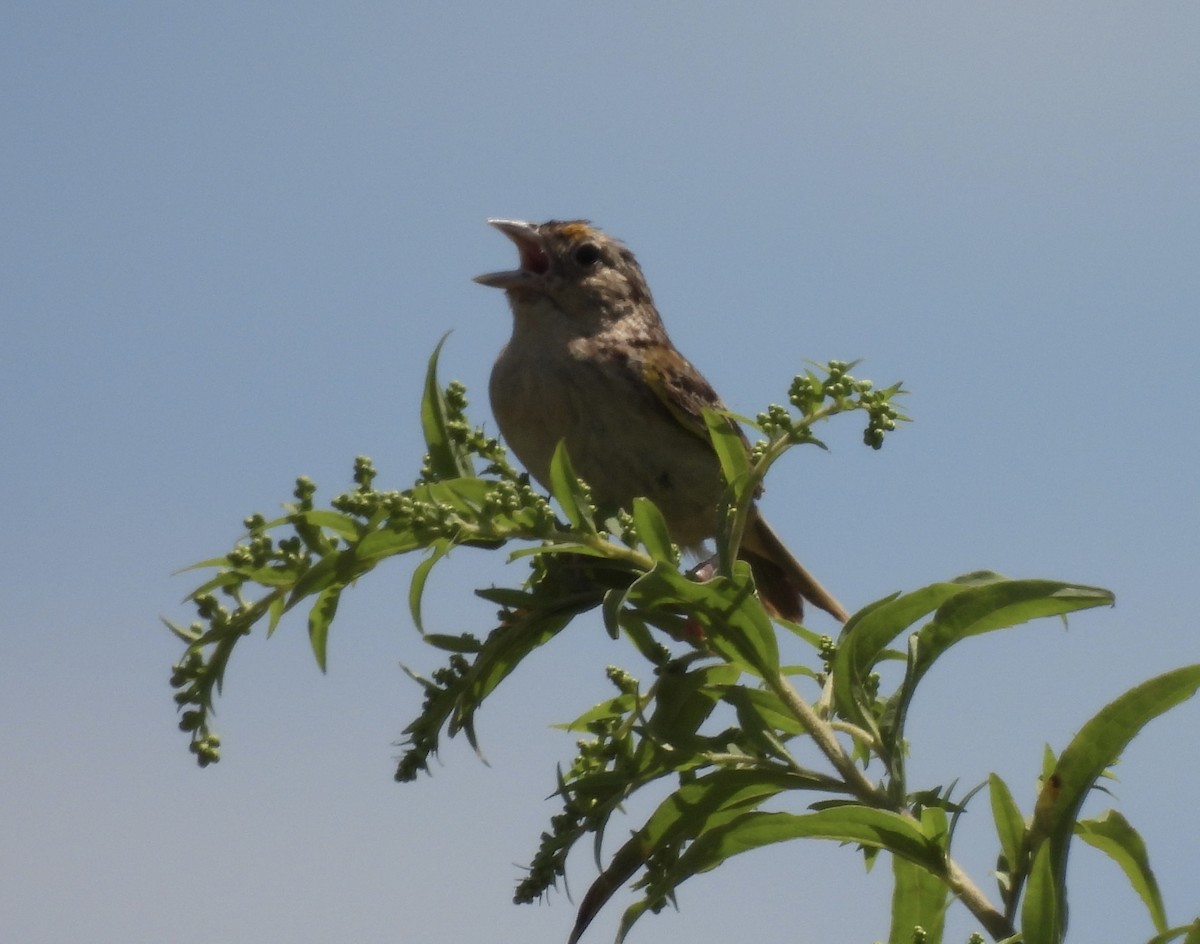 Grasshopper Sparrow - ML472567691