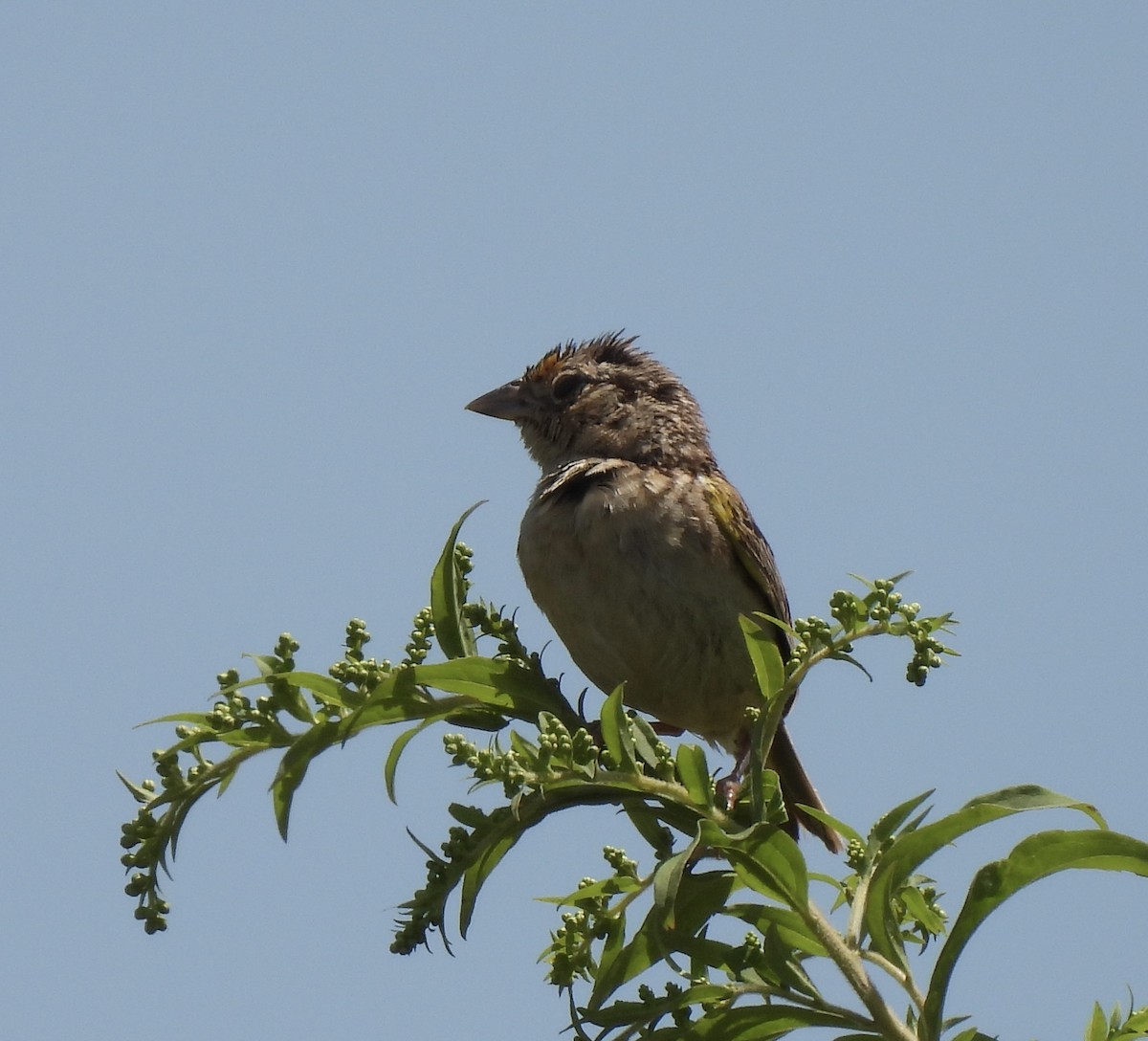 Grasshopper Sparrow - ML472567701