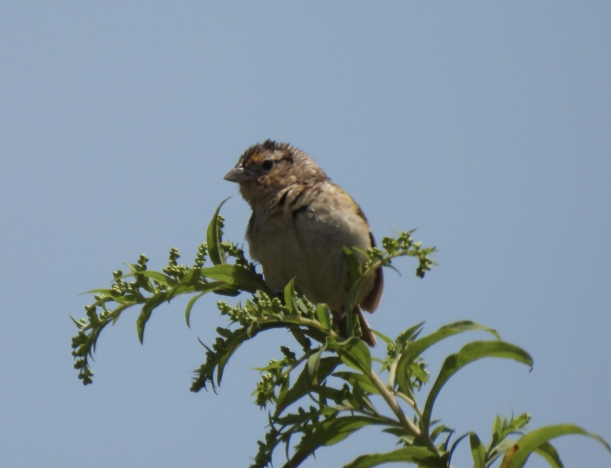 Grasshopper Sparrow - ML472567711