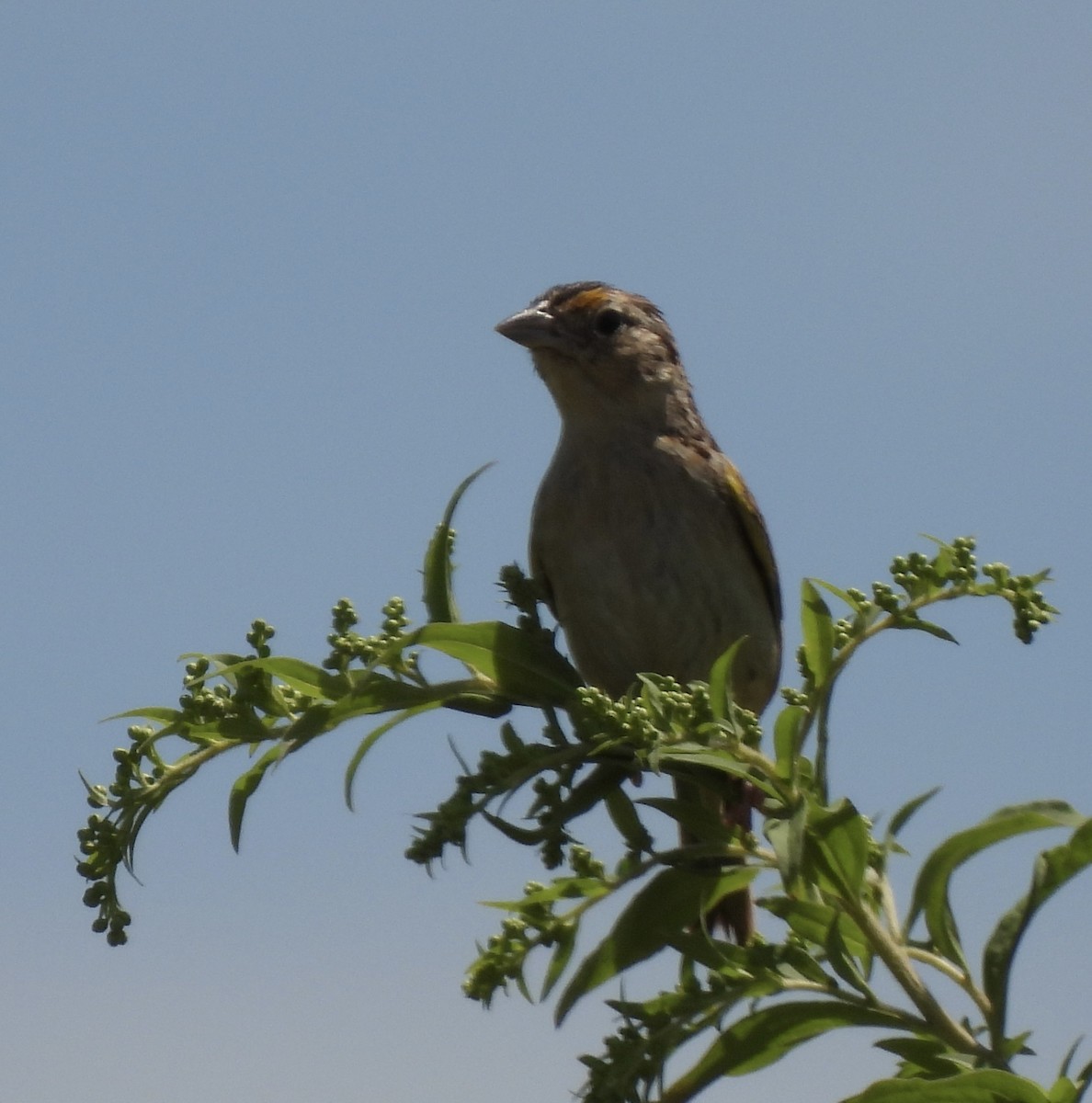 Grasshopper Sparrow - ML472567721