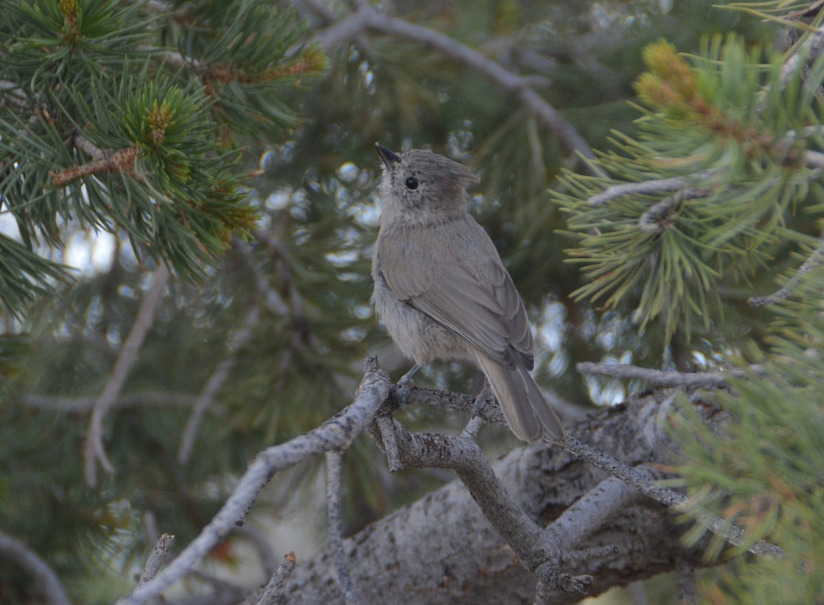 Mésange des genévriers - ML472567731