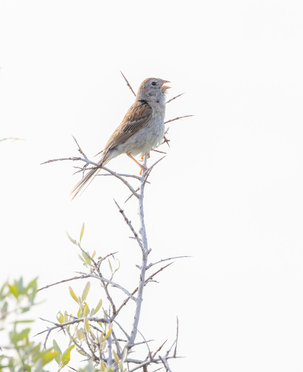 Field Sparrow - ML472567771