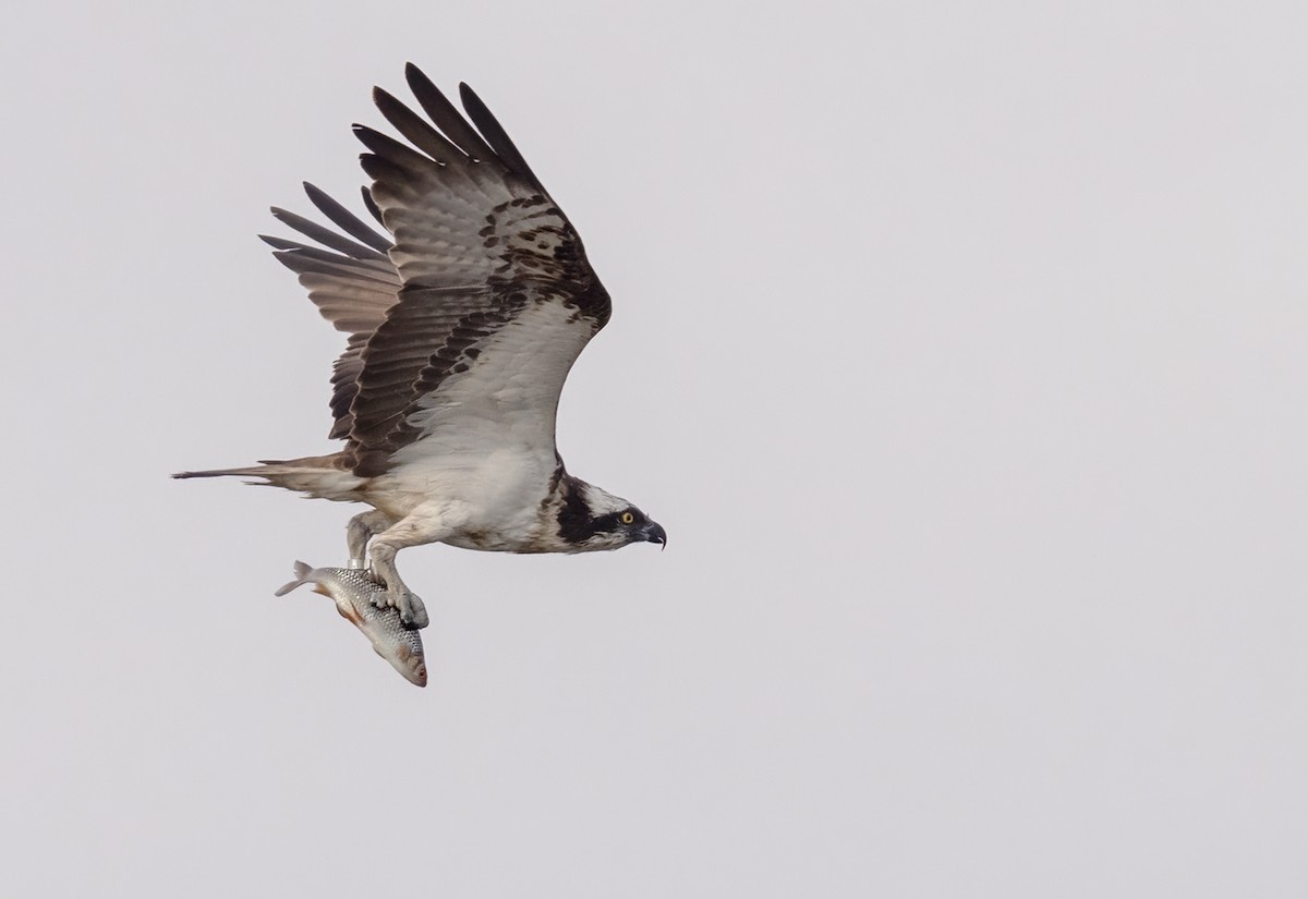 Osprey (haliaetus) - Lars Petersson | My World of Bird Photography