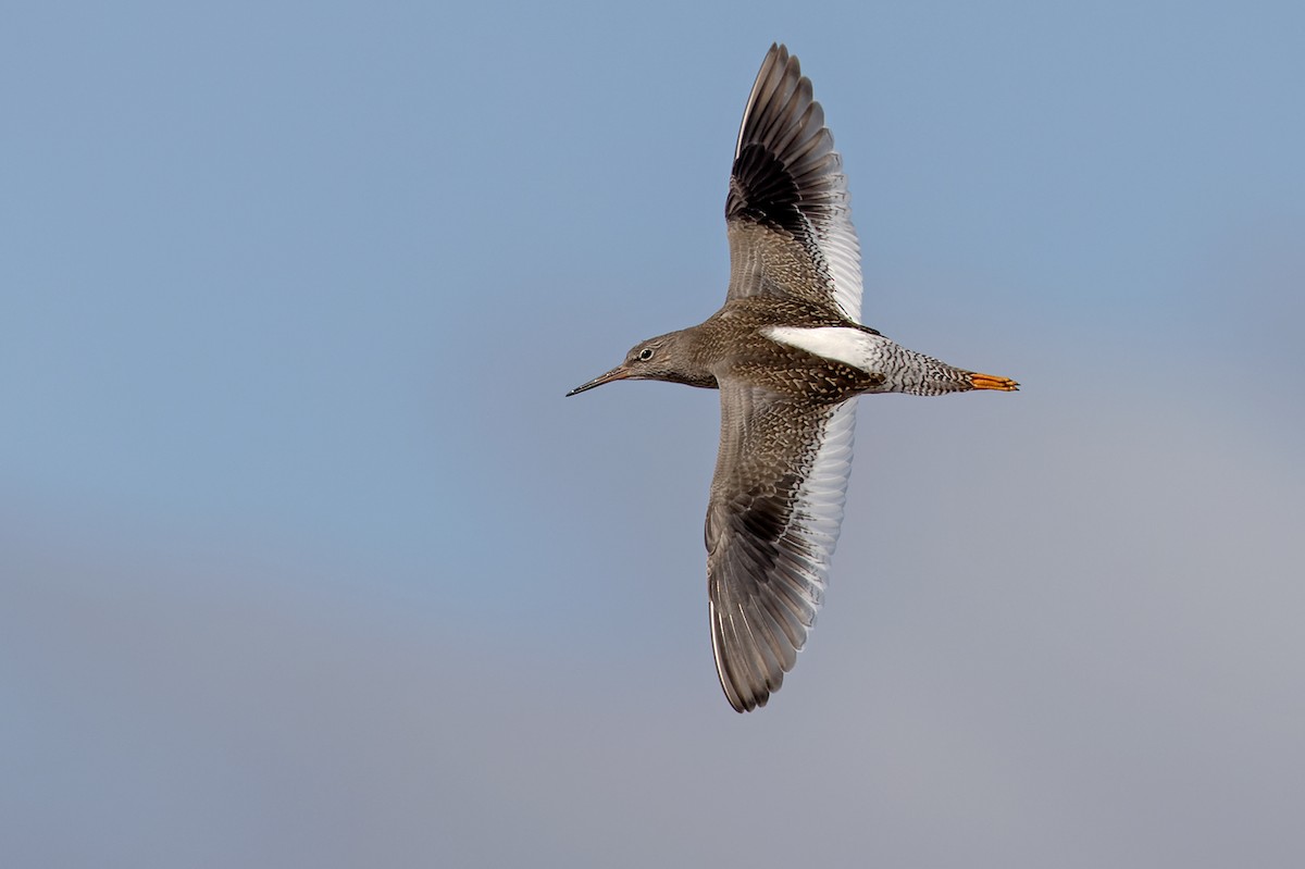 Common Redshank - Lars Petersson | My World of Bird Photography