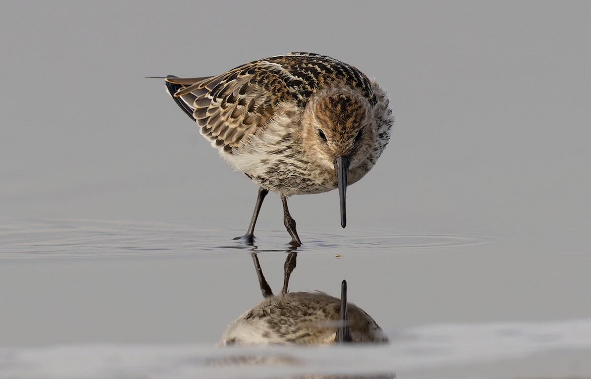 Dunlin - Lars Petersson | My World of Bird Photography