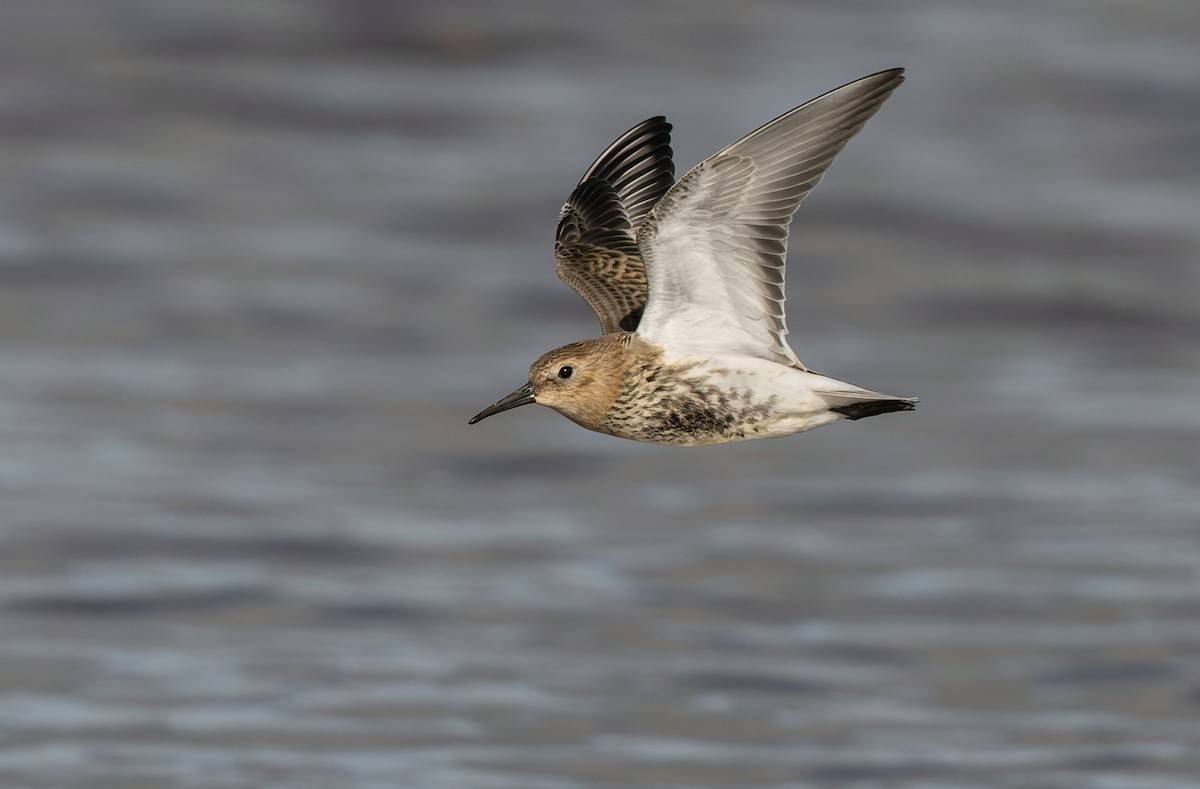 Dunlin - ML472568551