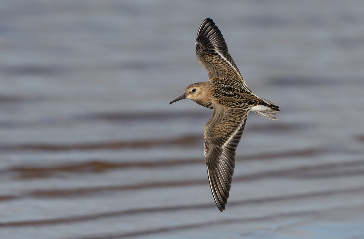 Dunlin - ML472568561