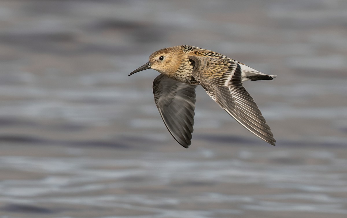 Dunlin - Lars Petersson | My World of Bird Photography