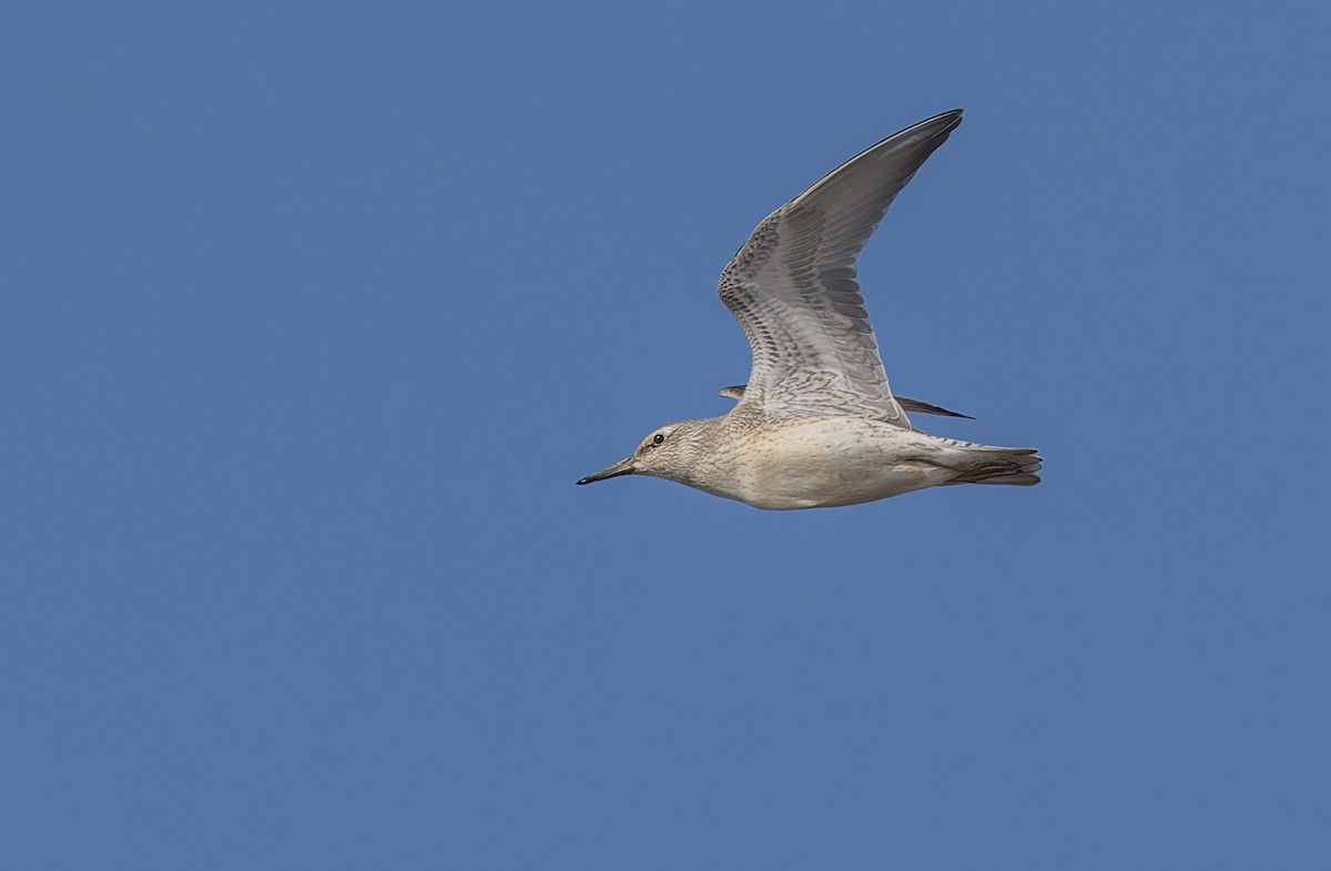 Red Knot - ML472568661