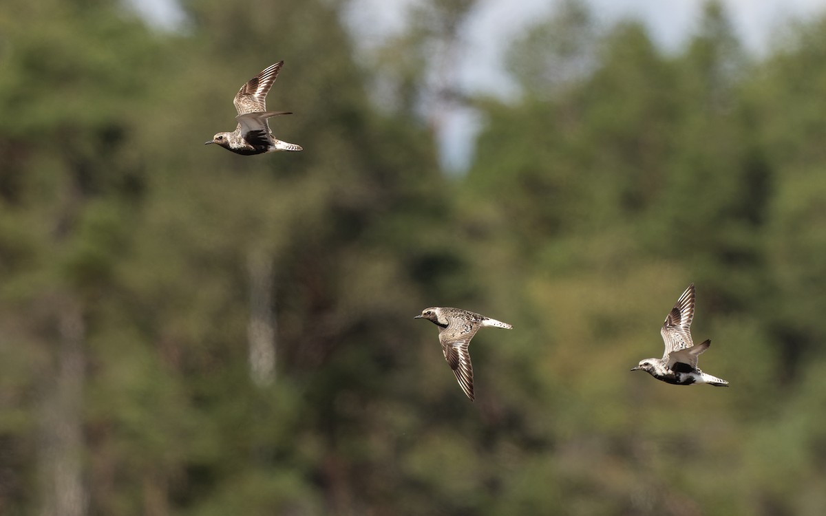 Black-bellied Plover - ML472568691