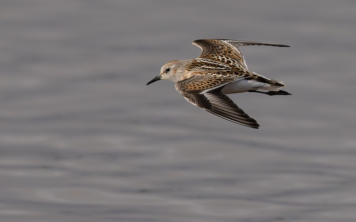 Little Stint - Lars Petersson | My World of Bird Photography