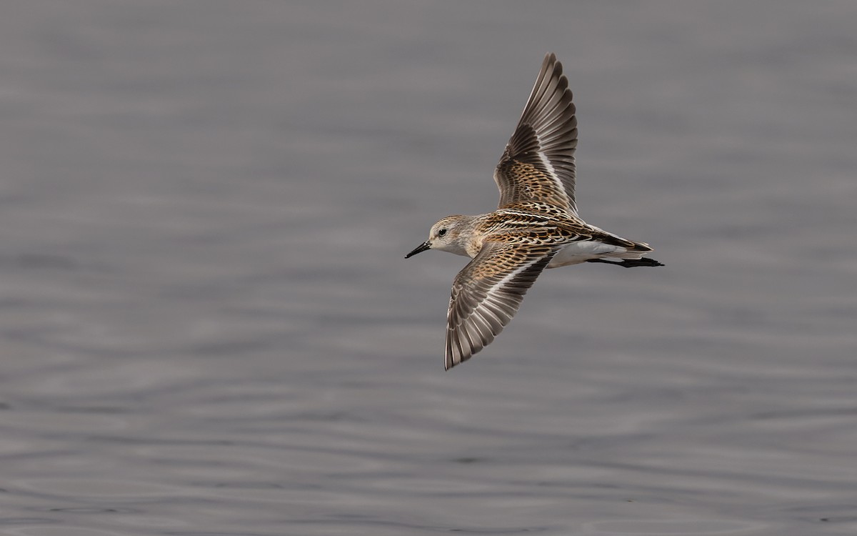 Little Stint - ML472568901