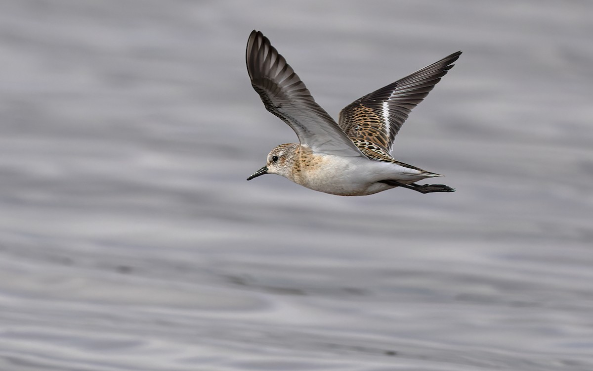 Little Stint - ML472568921