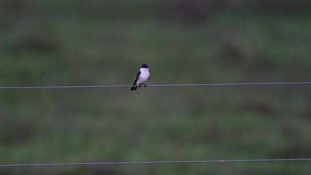 White-winged Swallow - ML472569