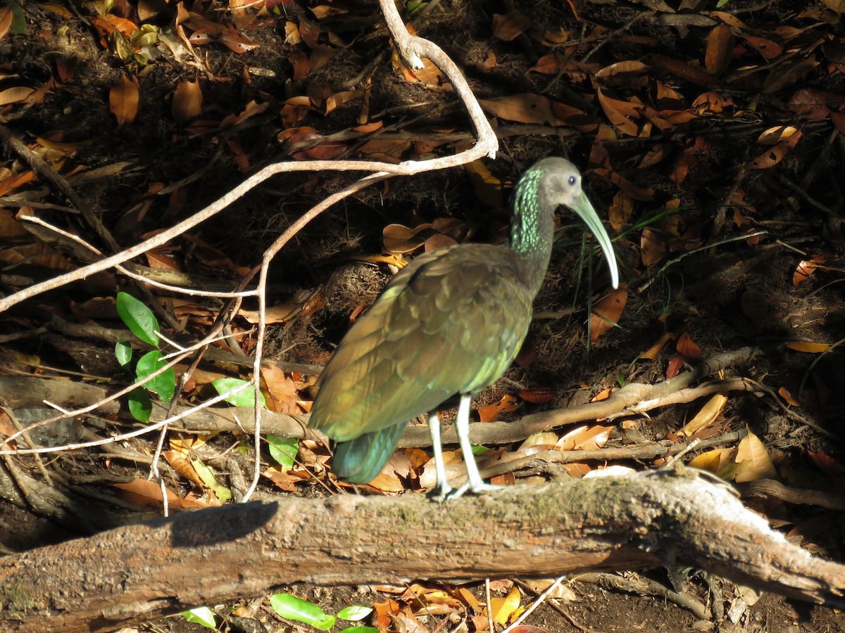 Green Ibis - Sandy Gallito