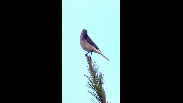 Black-billed Shrike-Tyrant - ML472569441