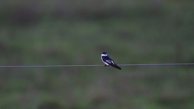 White-winged Swallow - ML472571