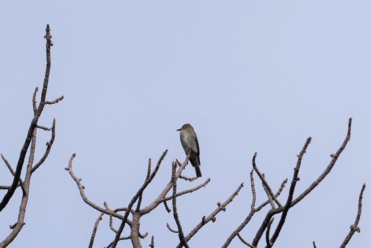 Western Wood-Pewee - ML472571021