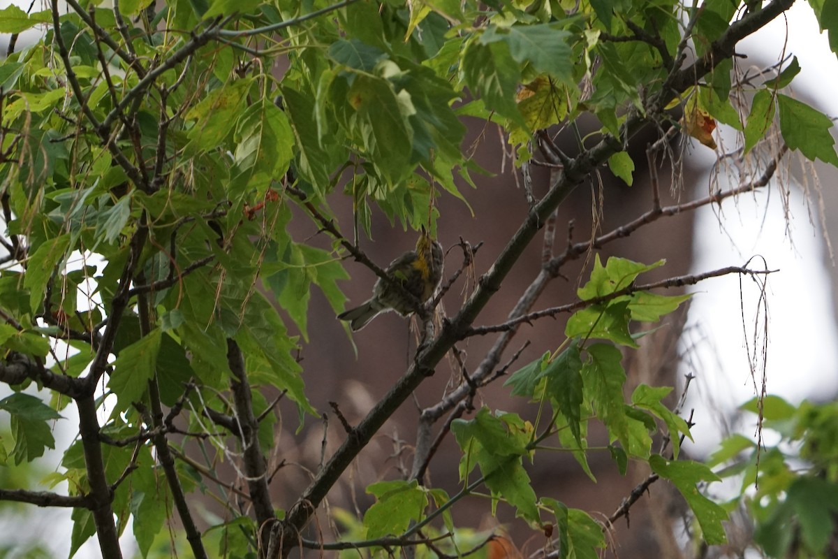 Yellow-rumped Warbler (Audubon's) - Steve Brookens