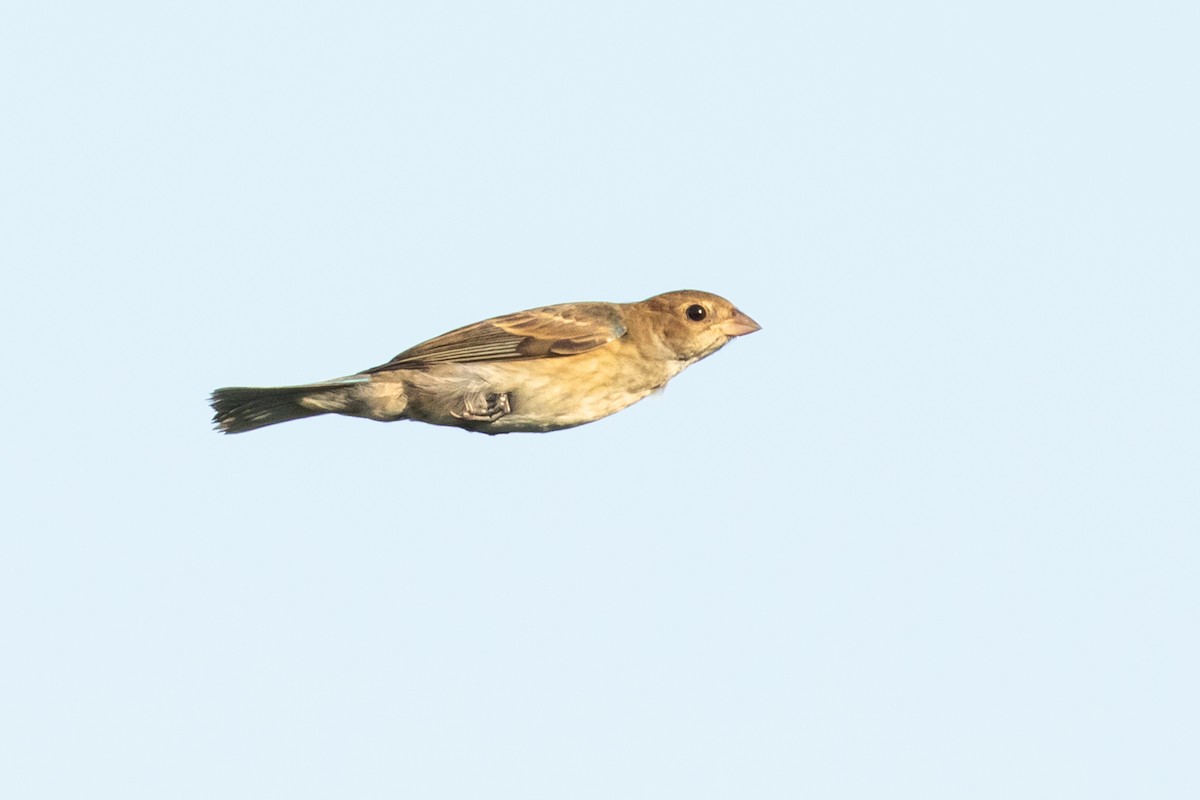 Indigo Bunting - Tom Reed