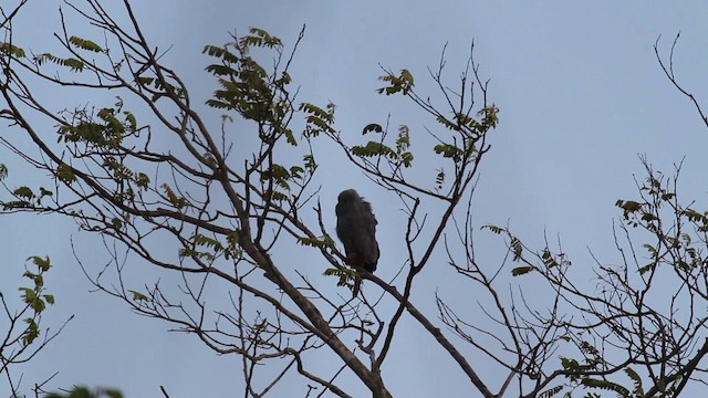 Crane Hawk (Gray) - ML472577