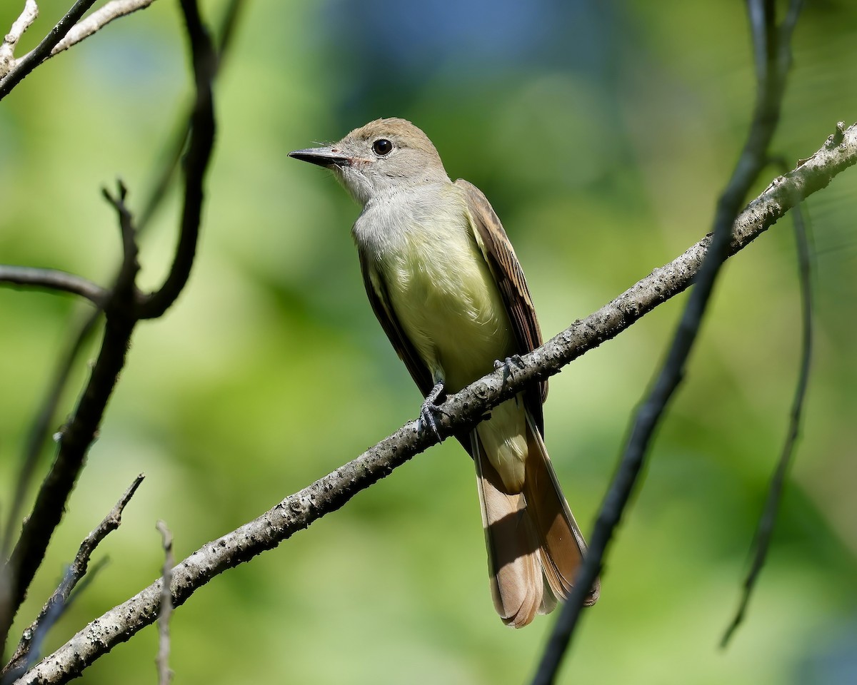 Great Crested Flycatcher - ML472577561