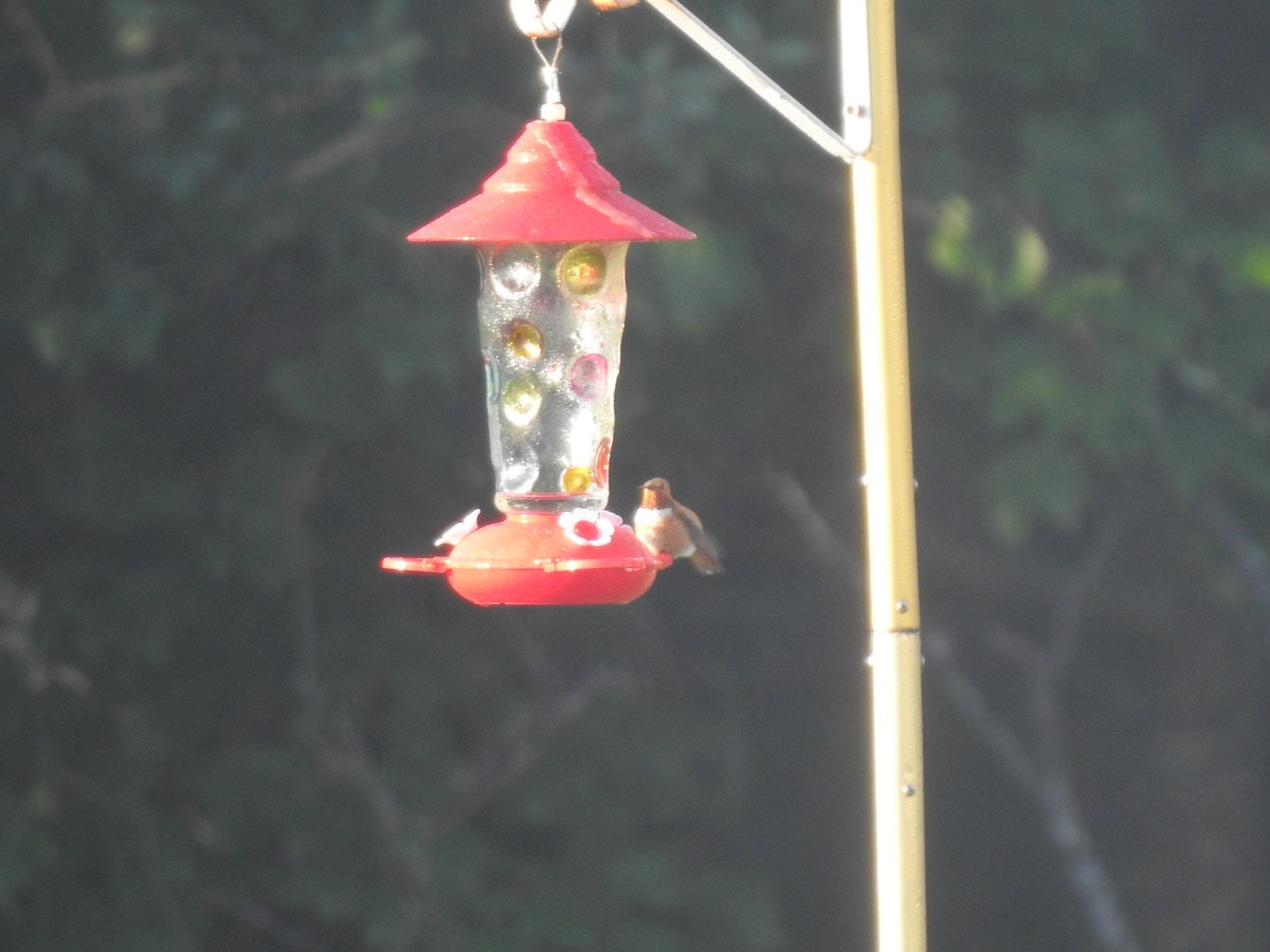 Rufous Hummingbird - Diane LeBlanc