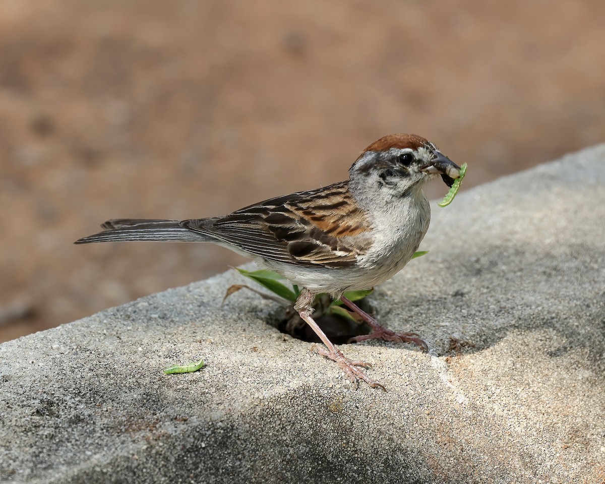 Chipping Sparrow - ML472577651