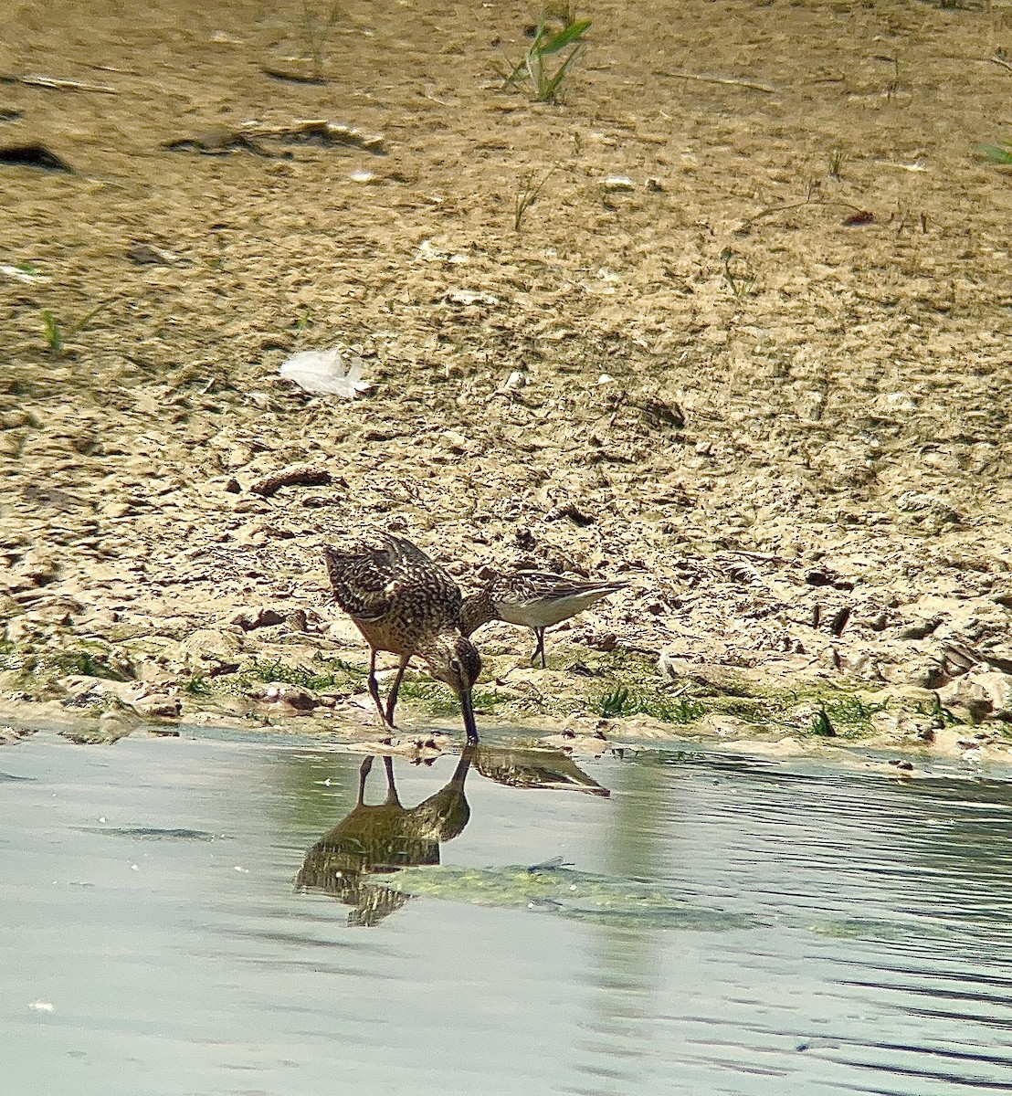 Long-billed Dowitcher - ML472578011