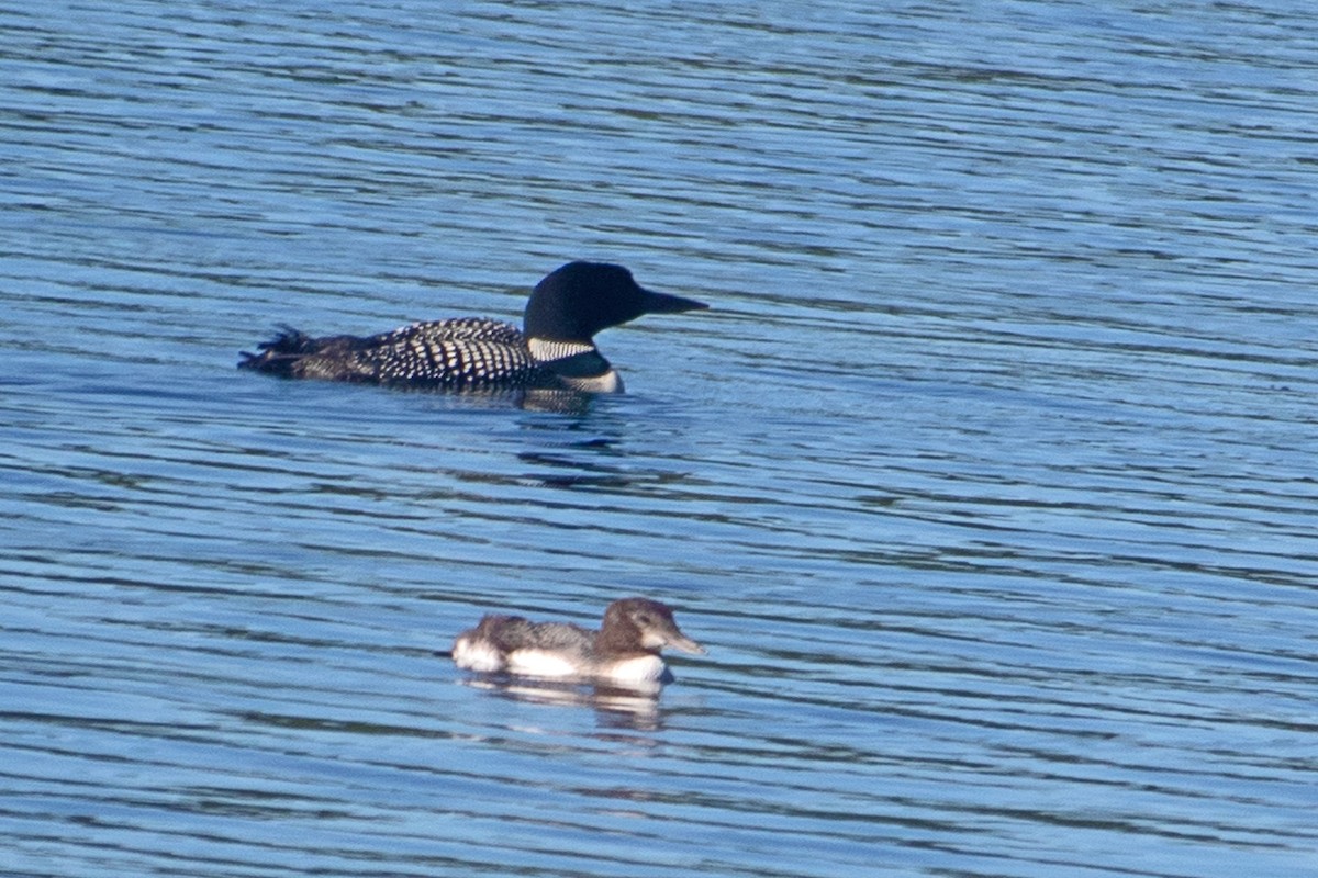 Common Loon - ML472578121