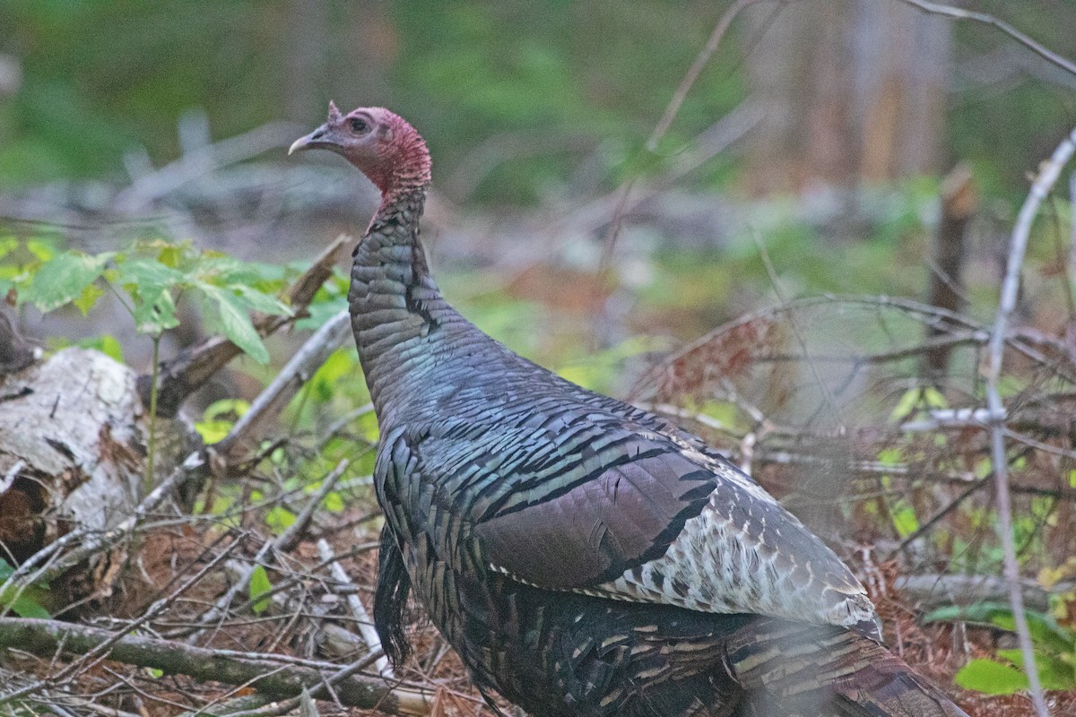 Wild Turkey - ML472578161