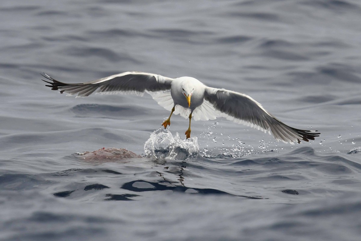 Yellow-legged Gull (atlantis) - ML472578501