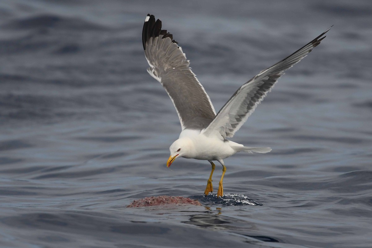Yellow-legged Gull (atlantis) - Andreas Deissner