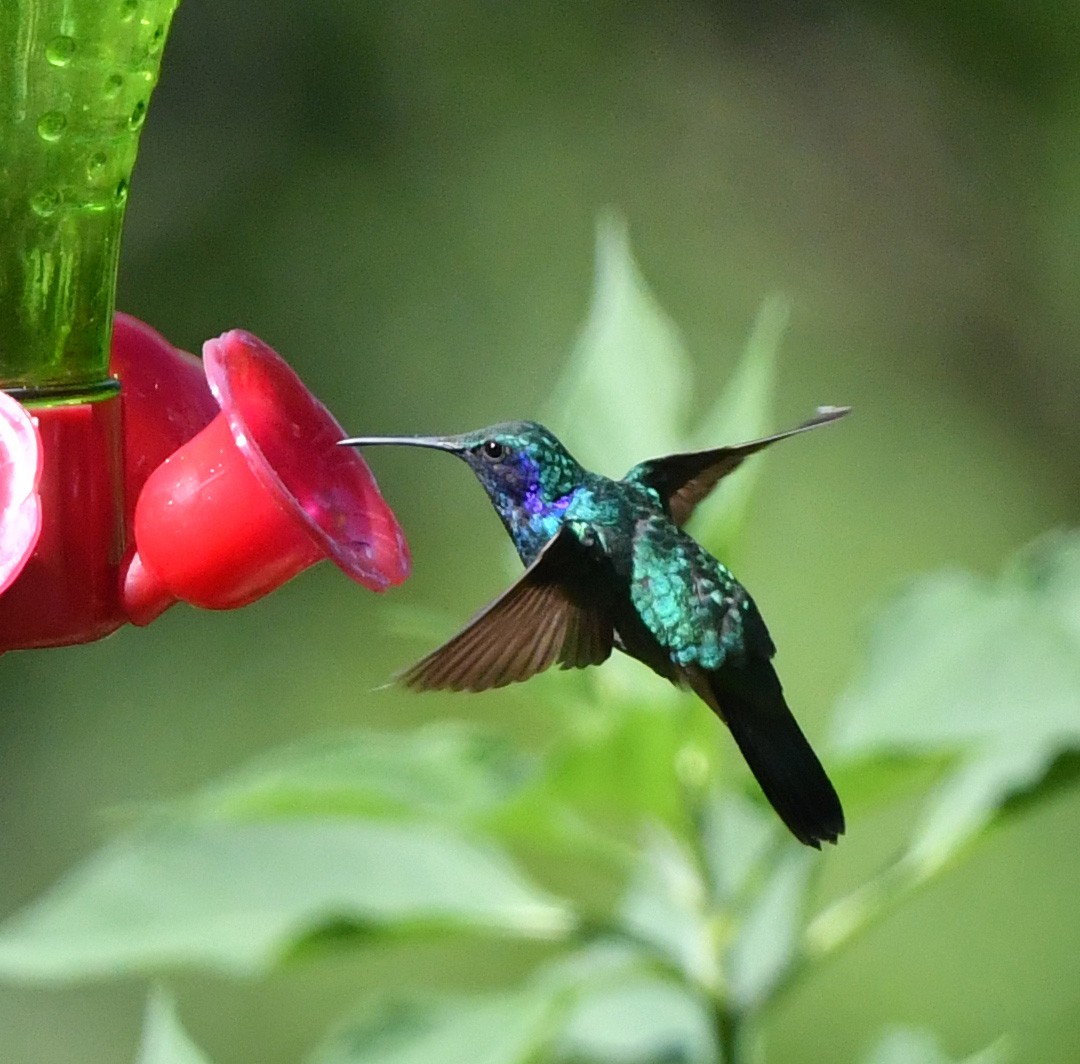 kolibřík zelený - ML472578781