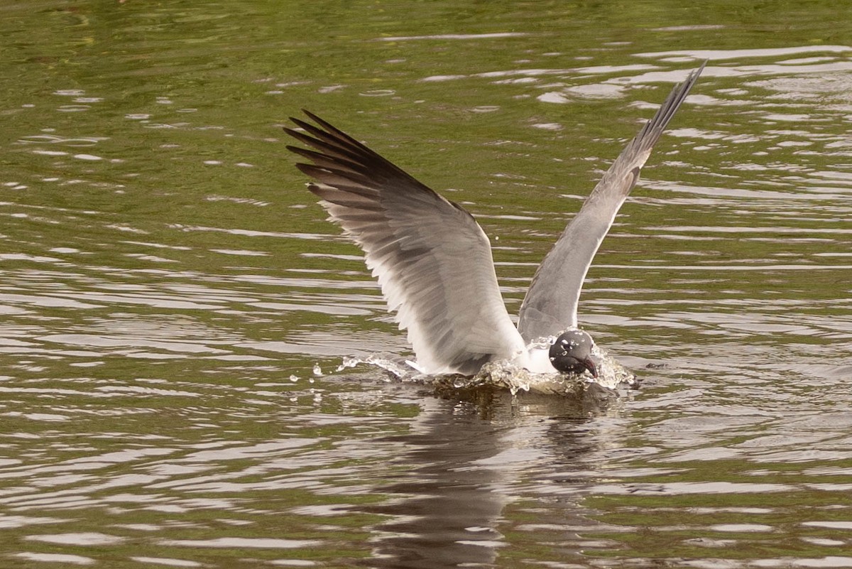 Laughing Gull - ML472580061