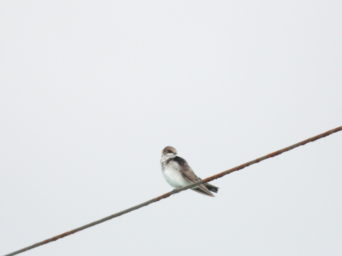 Blue-and-white Swallow - ML472581631