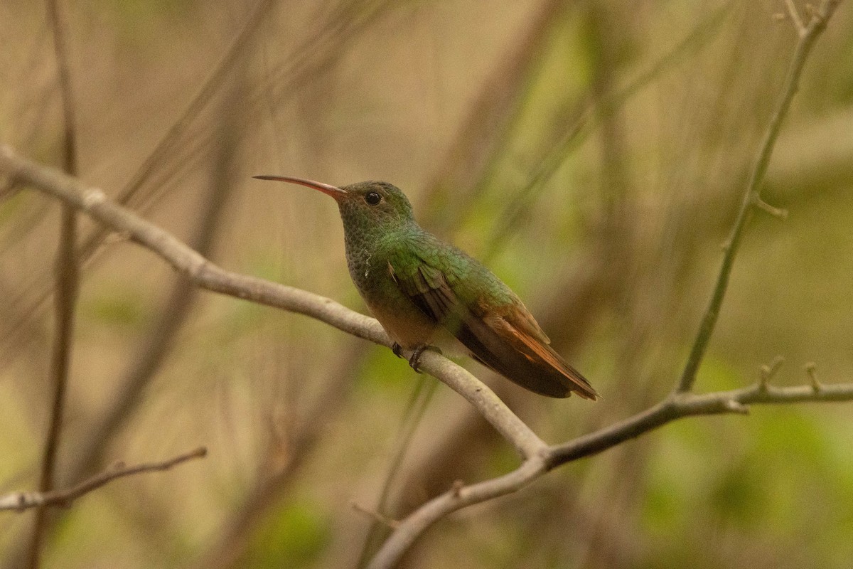 kolibřík yukatanský - ML472581751