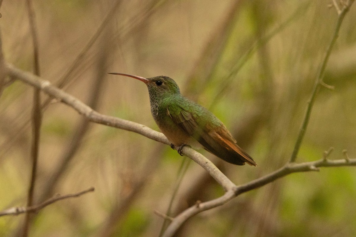 kolibřík yukatanský - ML472581851