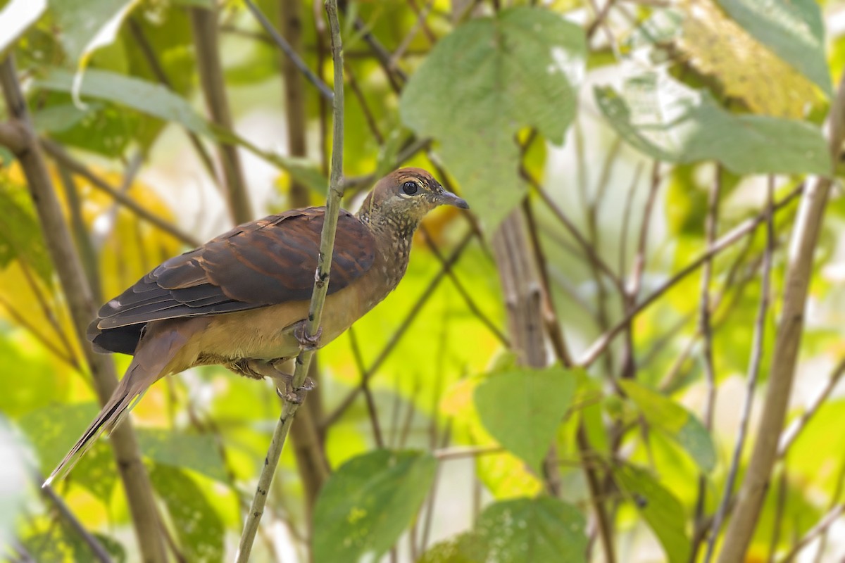 Amboyna Cuckoo-Dove - ML472583191