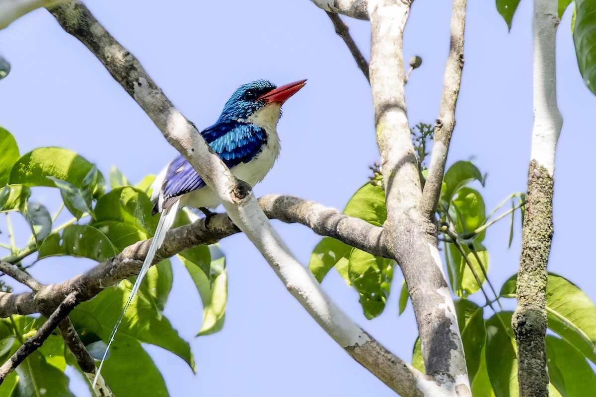 Biak Paradise-Kingfisher - Bradley Hacker 🦜