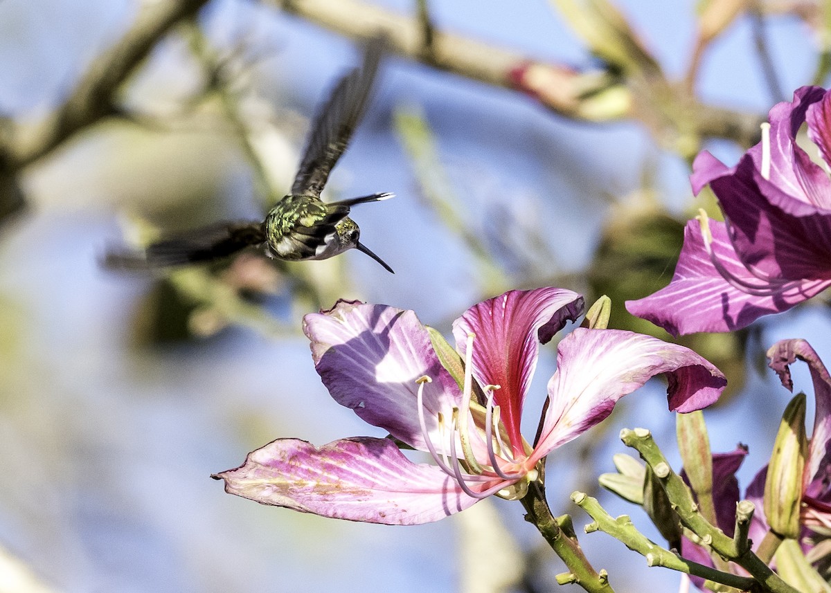 Ruby-throated Hummingbird - ML47258331