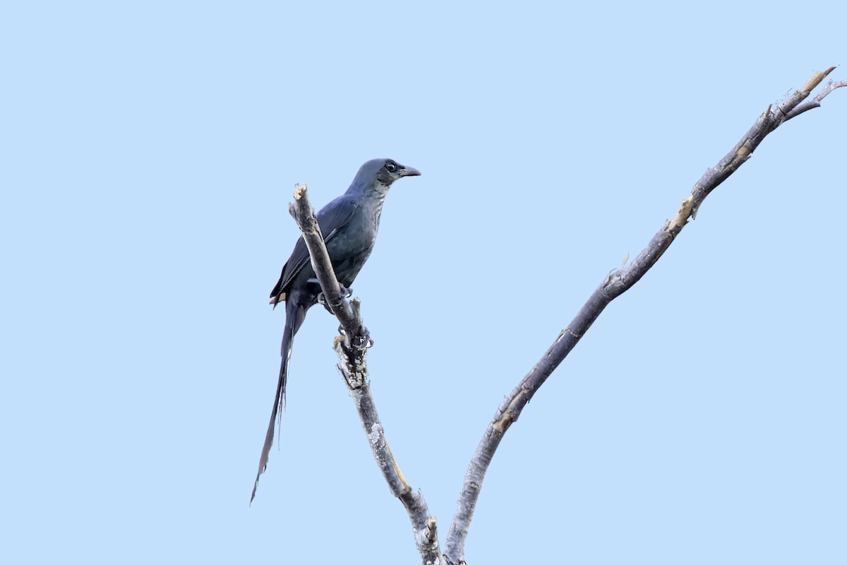 Long-tailed Starling - Bradley Hacker 🦜