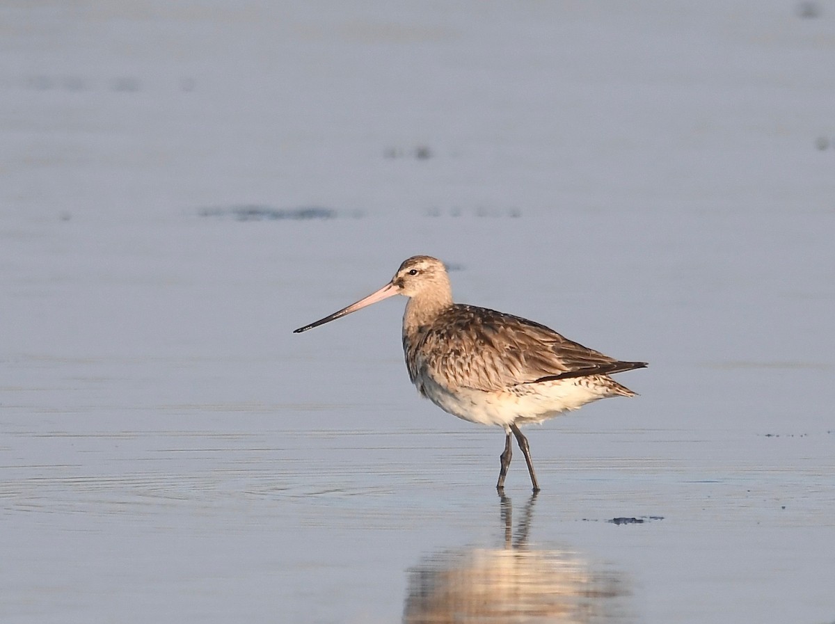 Bar-tailed Godwit (Siberian) - Peter Paul