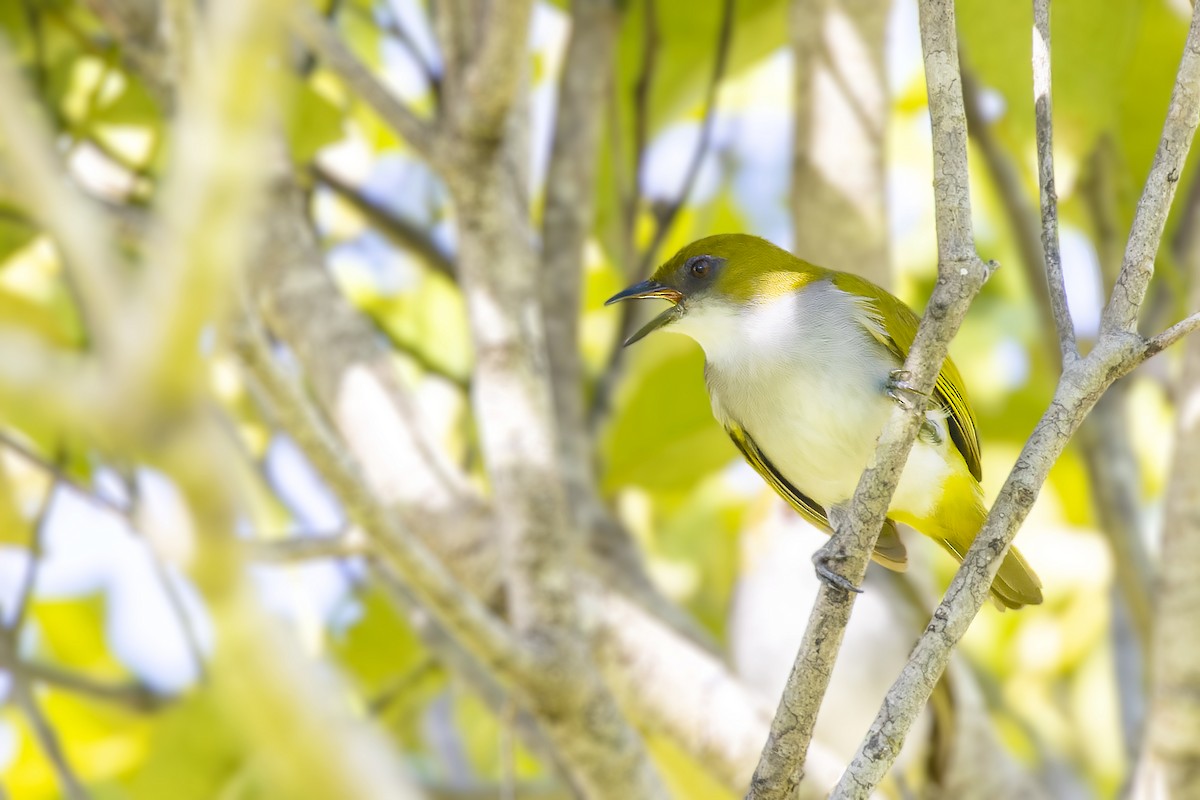 Biak White-eye - ML472584611