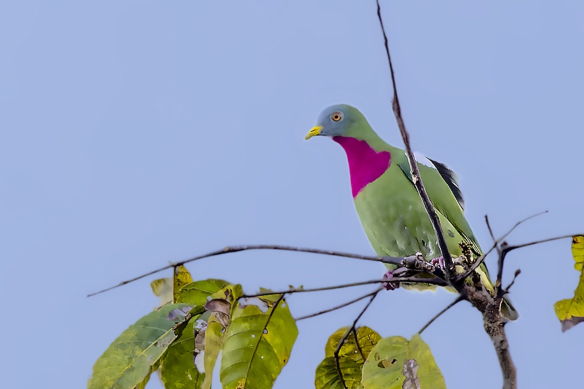Claret-breasted Fruit-Dove - ML472584811