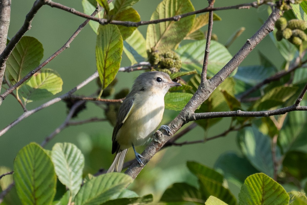 Warbling Vireo - ML472584861