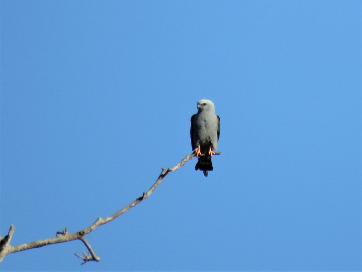 Plumbeous Kite - Sandy Gallito